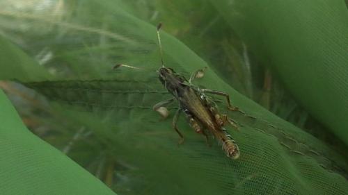Gomphocerus sibiricus sibiricus